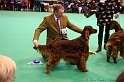 Crufts2011_2 093